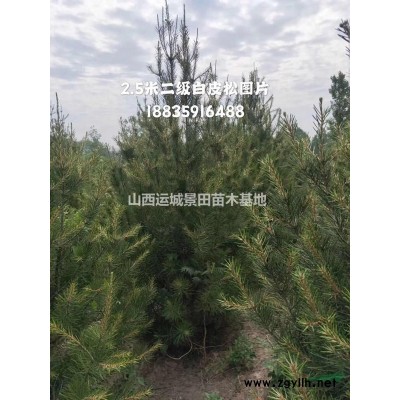 山西白皮松價格·50公分白皮松80公分白皮松價格產(chǎn)地供應(yīng)
