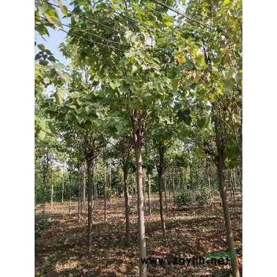 河南2－30公分梓樹，楸樹