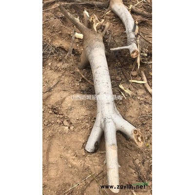 山西5-6-8公分山楂樹價格多少錢一棵？5公分山楂樹多少錢？