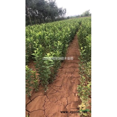 流蘇樹苗多少錢一棵？什么地方有流蘇樹？山西流蘇樹基地
