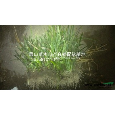 浙江蕭山直銷供應(yīng)花石榴自產(chǎn)