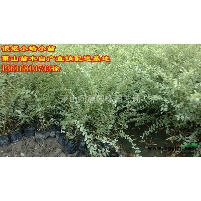 浙江地區(qū)供應(yīng)無(wú)刺構(gòu)骨球直銷
