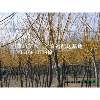 海桐球浙江蕭山供應(yīng)