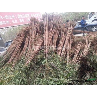現在3公分紅葉李價格·3-6公分紅葉李現在價格占地紅葉李圖片