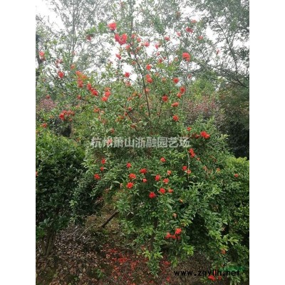 浙江地區(qū)小葉女貞 水蠟直銷供應(yīng)