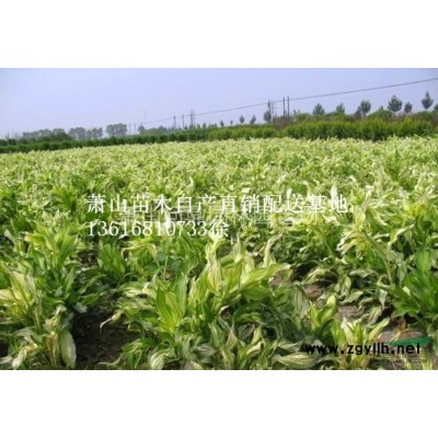 蕭山苗木一站式供應(yīng)鏈服務(wù)商：海桐/無(wú)刺枸骨/紅葉李/十大功勞