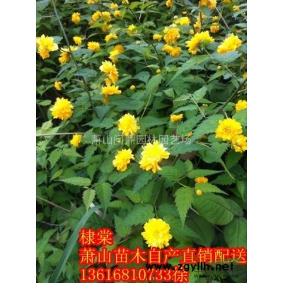 浙江蕭山供應(yīng)麥冬草直銷報(bào)價(jià)