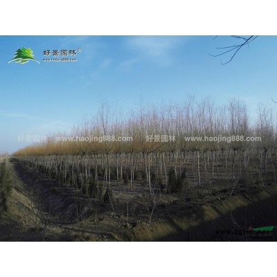 紫葉碧桃價格_紫葉碧桃產地_紫葉碧桃綠化苗木苗圃基地