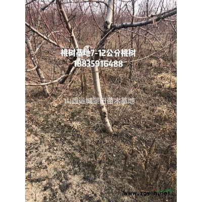 供應(yīng)山楂樹，大規(guī)格山楂樹地徑20公分山楂樹25公分山楂樹