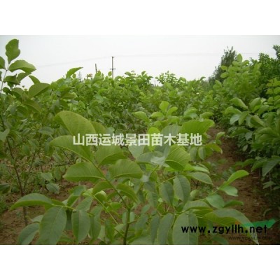 供應(yīng)流蘇，流蘇樹，8公分流蘇樹價格10公分流蘇樹價格