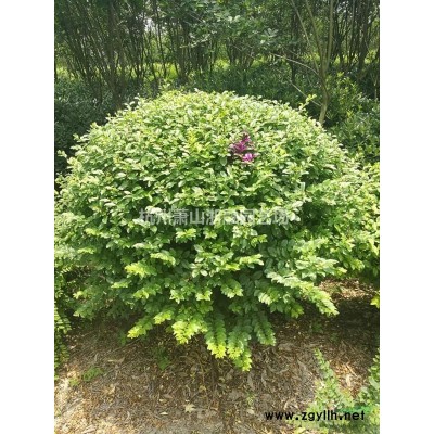 蕭山木芙蓉供應(yīng)