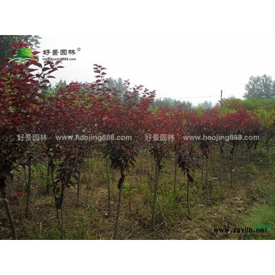直柳價格_直柳圖片_直柳產地_直柳綠化苗木苗圃基地