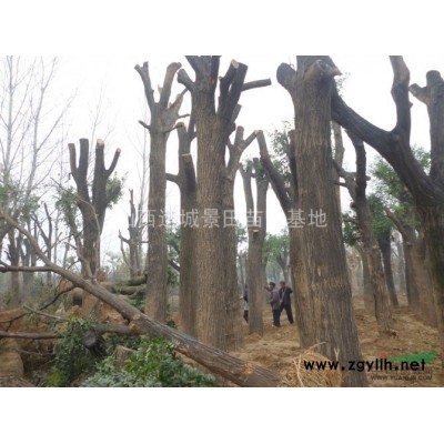 大規(guī)格占地山楂樹；15-20-25-30公分原生大規(guī)格山楂樹價格