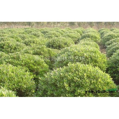 浙江蕭山供應(yīng)美人蕉直銷