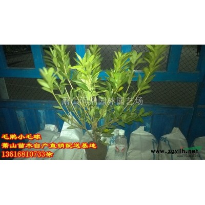 蕭山苗木一站式供應(yīng)鏈服務(wù)商：銀姬小蠟/紫薇/木槿/花石榴龍柏