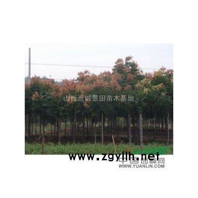 地徑15公分=米徑15公分柿子樹圖片·30公分柿子樹價格產地