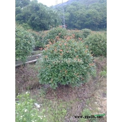 紅葉石楠球浙江蕭山供應(yīng)