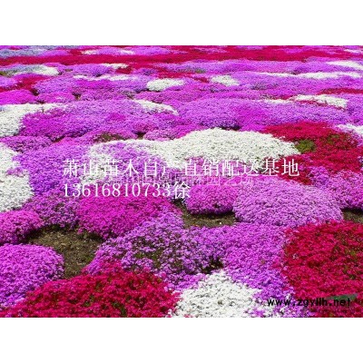 蕭山夾竹桃供應(yīng)