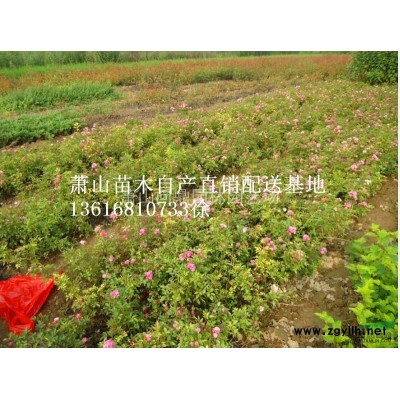 蕭山苗木一站式集成供應(yīng)商：灑金珊瑚.法國(guó)冬青.金鐘花.黃馨