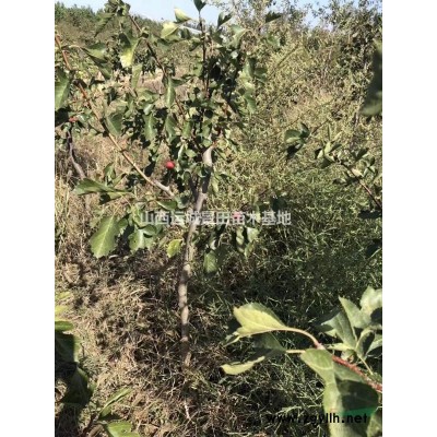 25公分山楂樹+30公分山楂樹=山西地區(qū)山楂樹基地價格