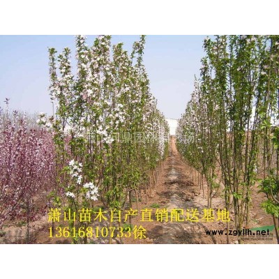 蕭山苗木一站式供應(yīng)鏈服務(wù)商：美人蕉/酢醬草/美女櫻/紫嬌花