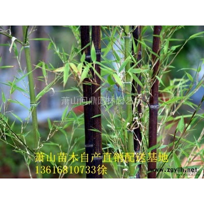 蕭山苗木一站式供應(yīng)鏈服務(wù)商：金邊黃楊.八角金盤(pán).海桐.繡線菊