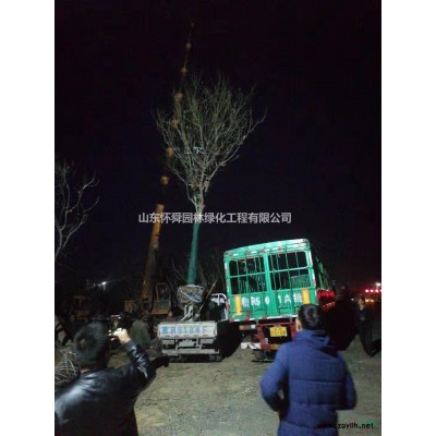 優質特價白蠟產地直銷 山東白蠟基地