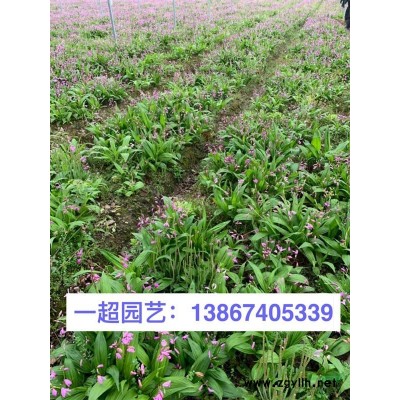 蘆葦/青葉蘆葦 精品蘆葦批發