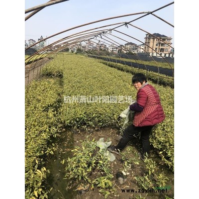供應2-30公分雞爪槭  精品苗