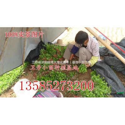 鋪地柏產地 鋪地柏價格 鋪地柏圖片 銷售鋪地柏 綠化苗木