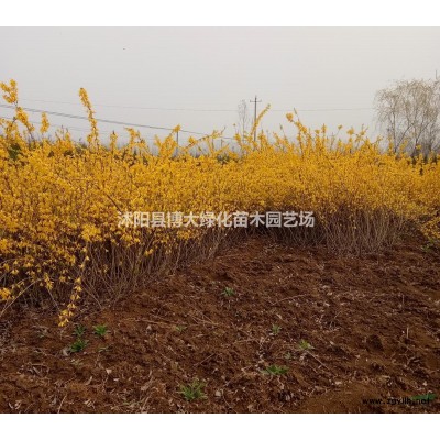 塔柏苗產地 塔柏價格 塔柏圖片 銷售塔柏苗 四季常青苗木