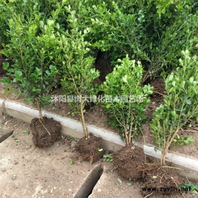 小葉黃楊柱價格 小葉黃楊柱產地 小葉黃楊柱圖片
