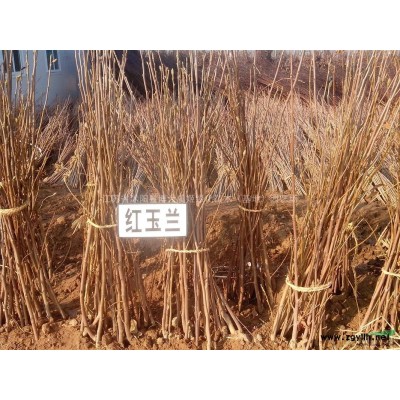 龍柏價格 小龍柏產地 龍柏圖片 常青綠化苗木