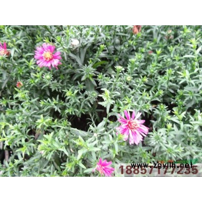 花葉菖蒲*新價(jià)格/花葉菖蒲報(bào)價(jià)