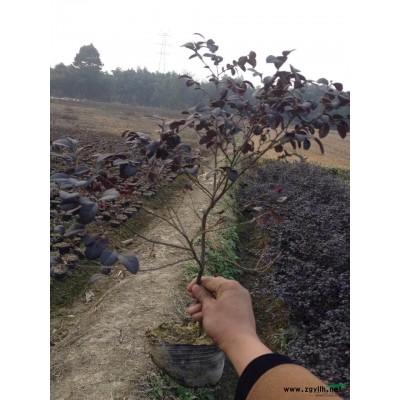 供應大小瓜子黃楊球 精品苗
