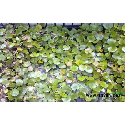 紅花美人蕉行情報(bào)價(jià)\紅花美人蕉圖片展示