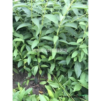 供應各規格叢生紫薇