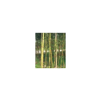 大葉黃楊柱價格 大葉黃楊柱產地 大葉黃楊柱圖片 綠化苗木