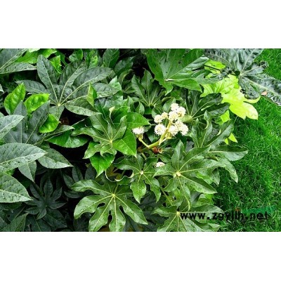 花葉美人蕉*新價(jià)格/花葉美人蕉報(bào)價(jià)