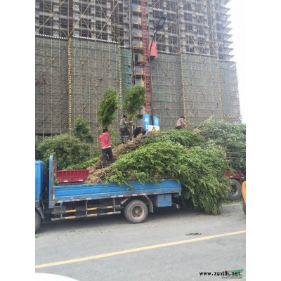 供應黃金槐精品苗及當年生小苗
