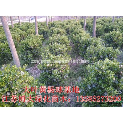 銷售紅葉石楠柱 紅葉石楠柱價格 紅葉石楠柱圖片 綠化苗木