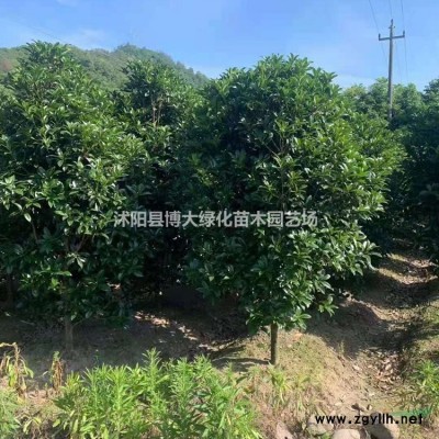 瓜子黃楊產地 瓜子黃楊樹苗價格 獨桿瓜子黃楊樹價格