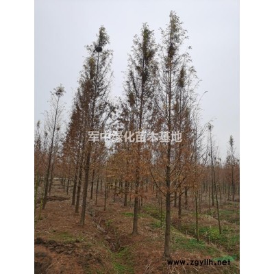 供應各類花草種子，樹種基地/圖片/價格/產地