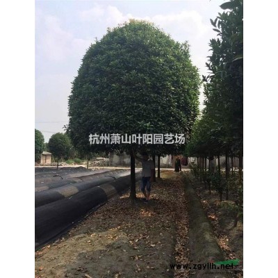 日本女貞色塊苗及小毛球和個規(guī)格球類