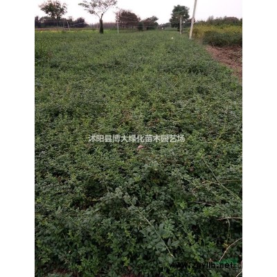 紅葉石楠基地 銷售紅葉石楠小杯苗 紅葉石楠大杯苗圖片