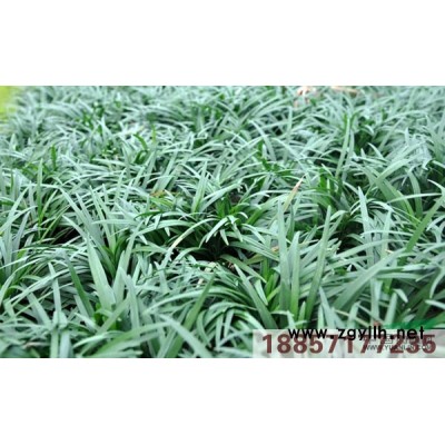 黃菖蒲行情報(bào)價(jià)\黃菖蒲圖片展示