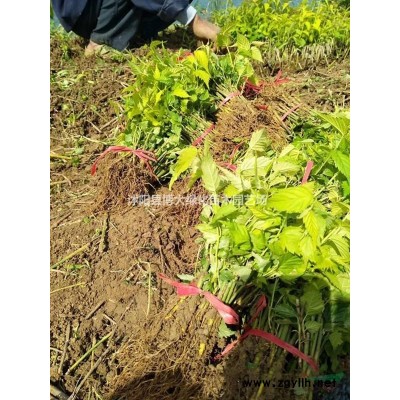 供應金葉水臘高度40-50公分，金葉水臘苗價格，綠化苗木價格