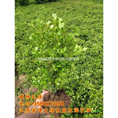 玉簪苗批發(fā)供應(yīng) 玉簪價(jià)格 金邊玉簪 基地直銷 量大價(jià)低