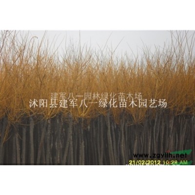 2020年*供應木繡球/木繡球報價/木繡球/價格/八仙花供應