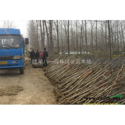 榆葉梅行情報價\榆葉梅圖片展示
